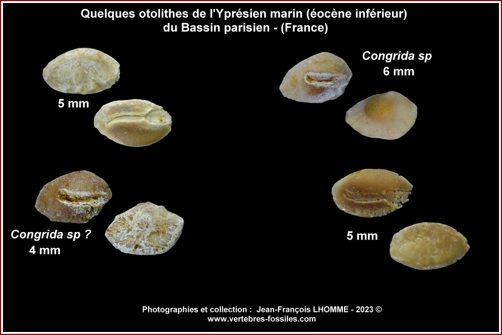 pl_otolithes_ypresien_marin.jpg