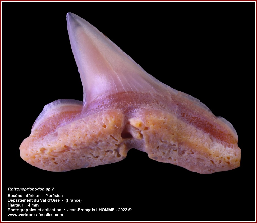 pl_rhizonoprionodon_sp_valdoise.jpg