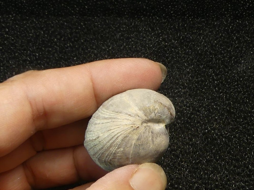 Brachiopodes 76-1.jpg