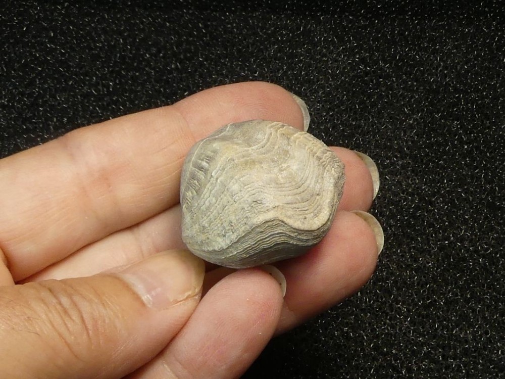 Brachiopodes 76-2.jpg