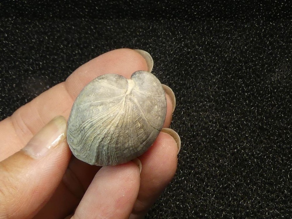 Brachiopodes 76-3.jpg