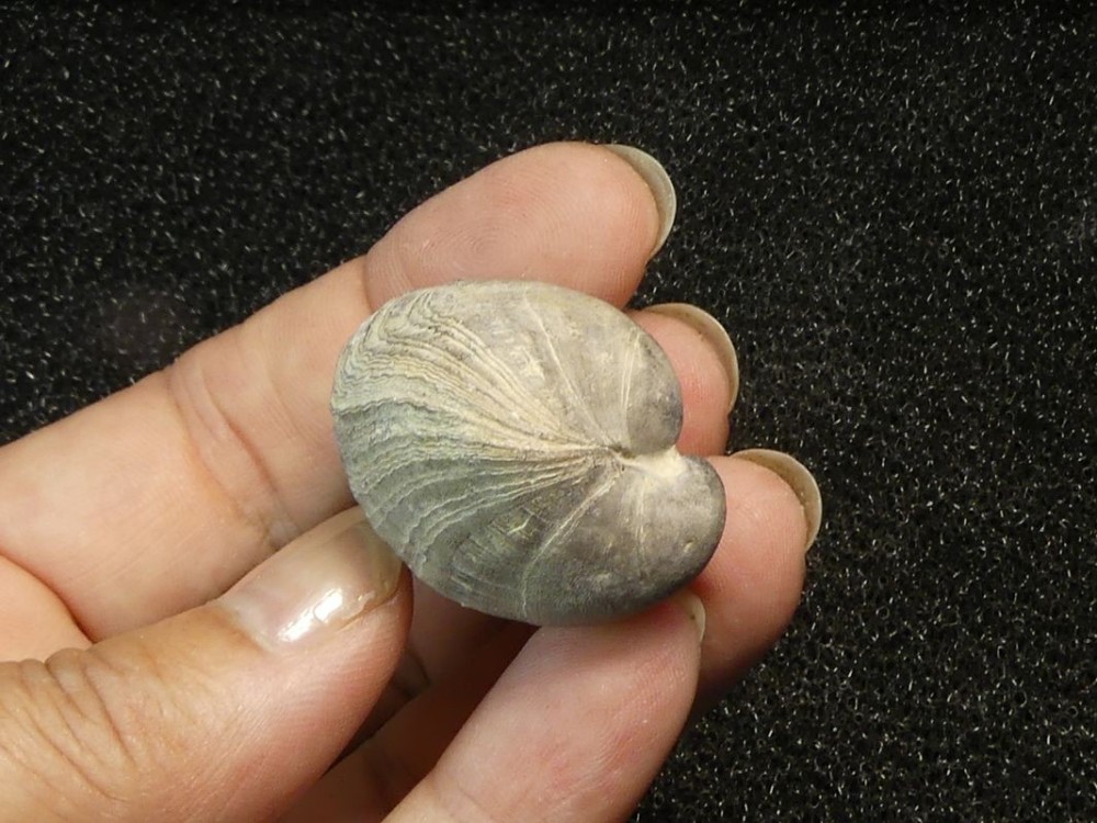 Brachiopodes 76-4.jpg