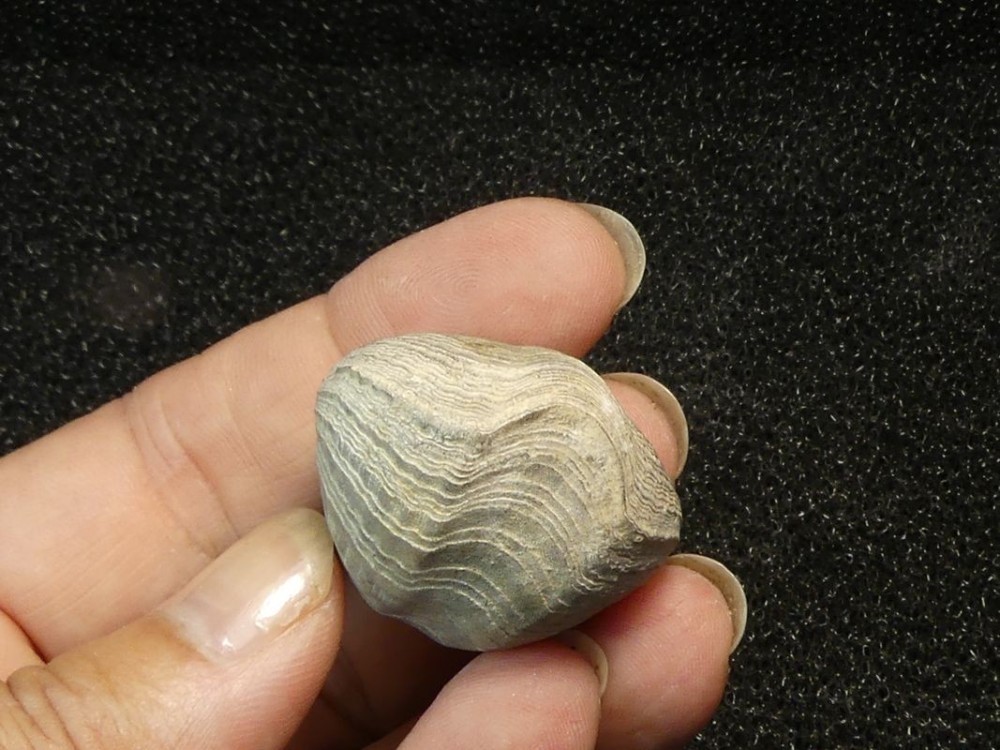 Brachiopodes 76-5.jpg