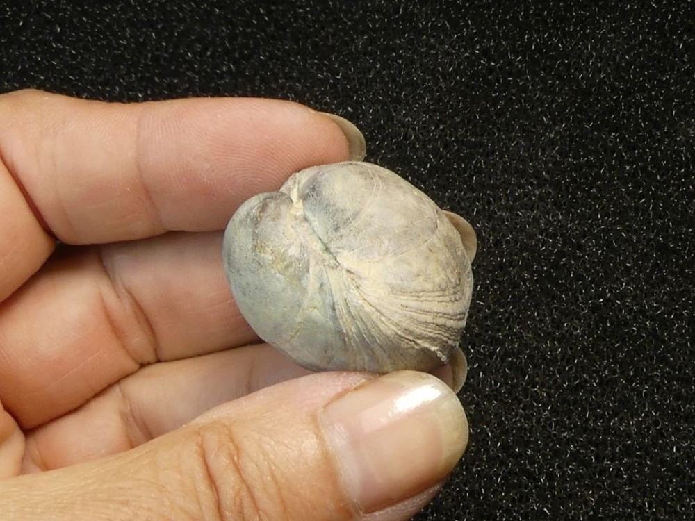 Brachiopodes 76-6.jpg