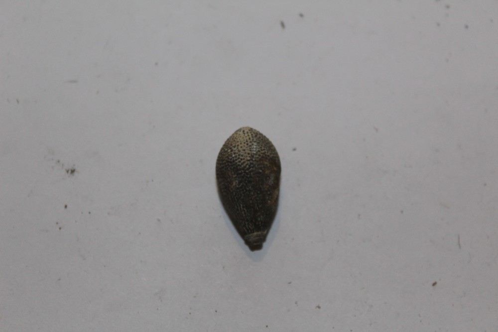 Cidaropsis ou Asterocidaris.JPG