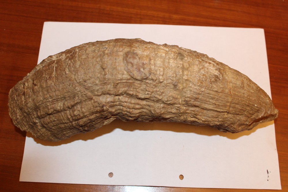 Hippurites cornuvaccinum.JPG