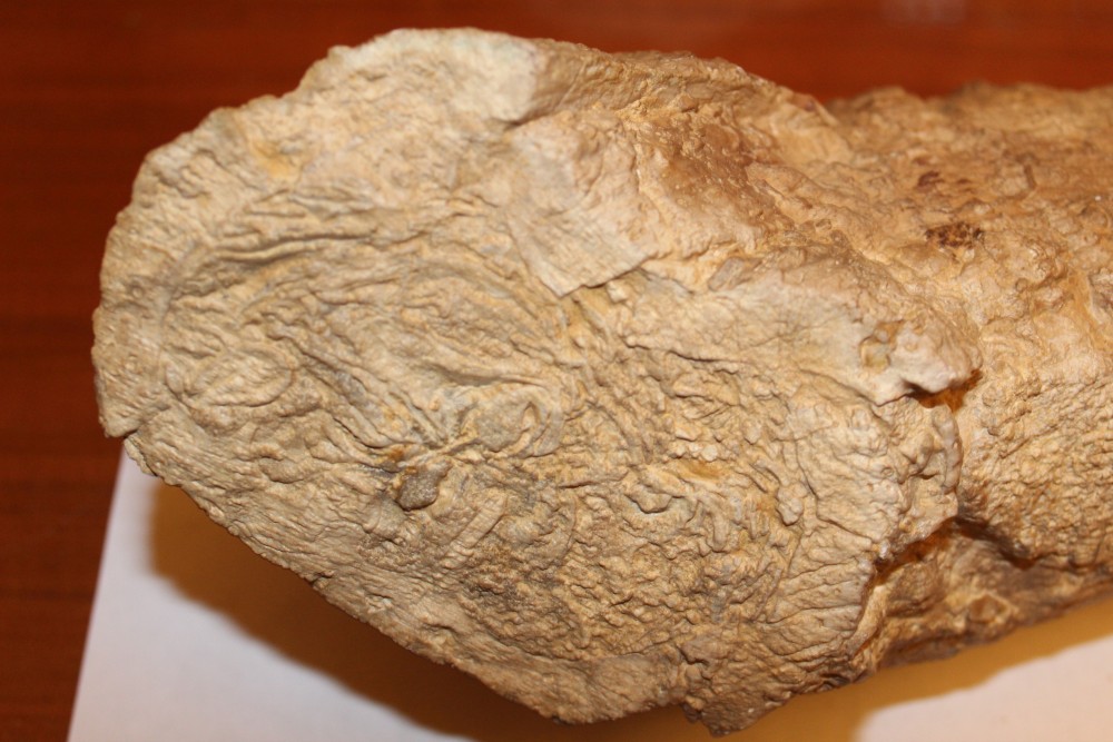 Hippurites cornuvaccinum1.JPG