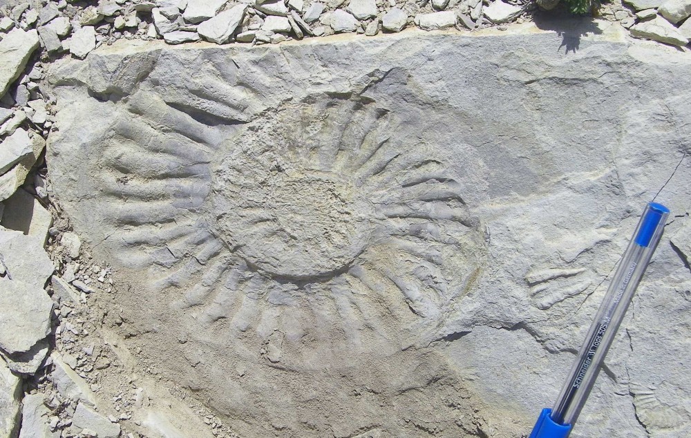 MoulageexterneAmmonite.thumb.jpg.60ec49e47d02d0d96076aa6783812baa.jpg