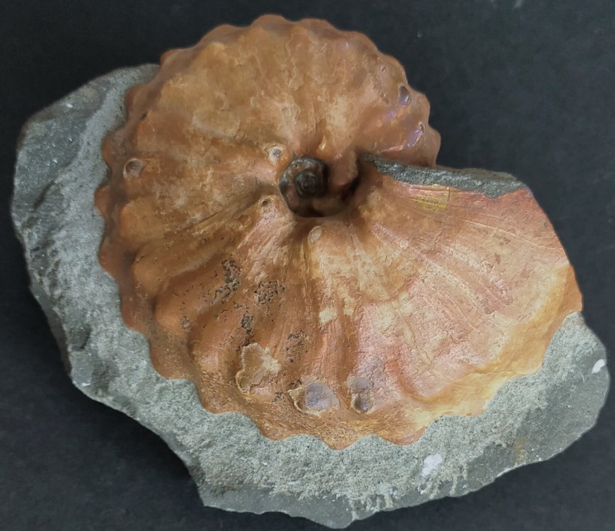 barroisiceras onilahyense bass1847 coniacien.jpg