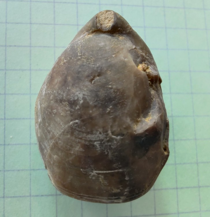 brachio patho. 1.jpg