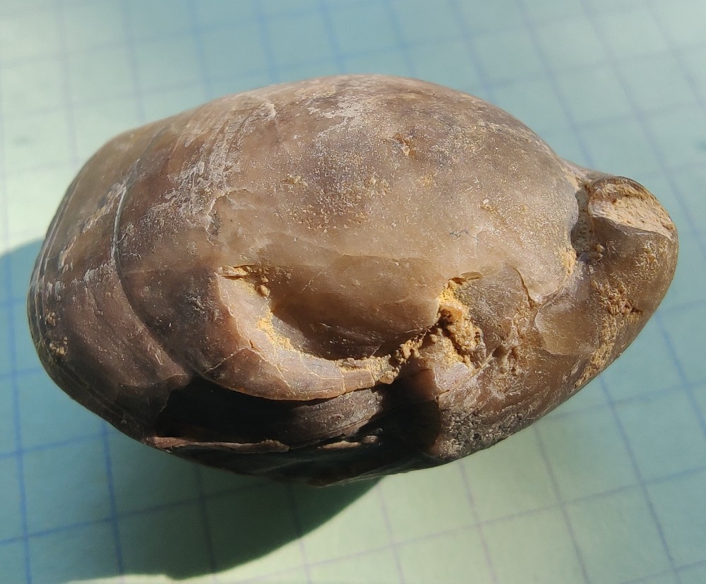 brachio patho. 2.jpg