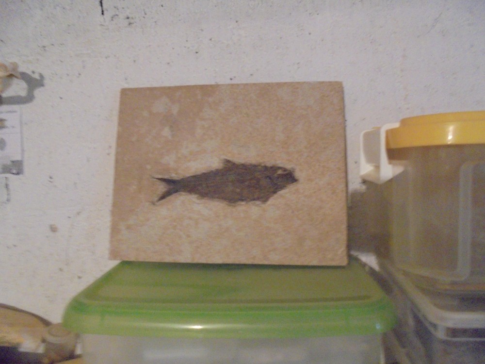 echanges_fossiles (36).JPG