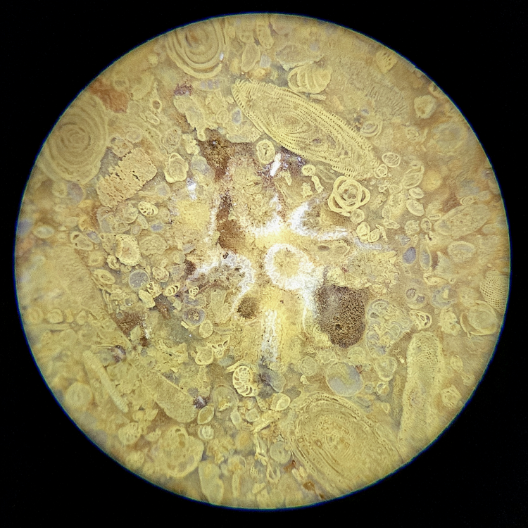 focusstackingonline.com.jpeg (3).png