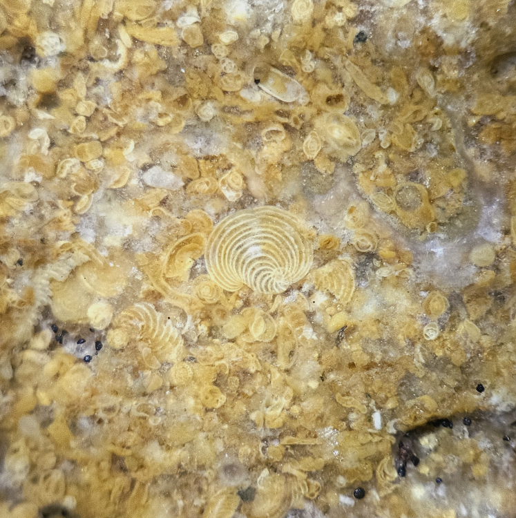 focusstackingonline.com.jpeg (8).png