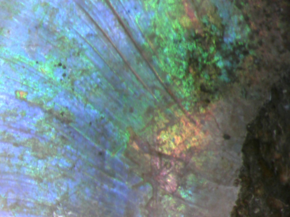 irisation_ammonite_albien_madagascar3.jpg