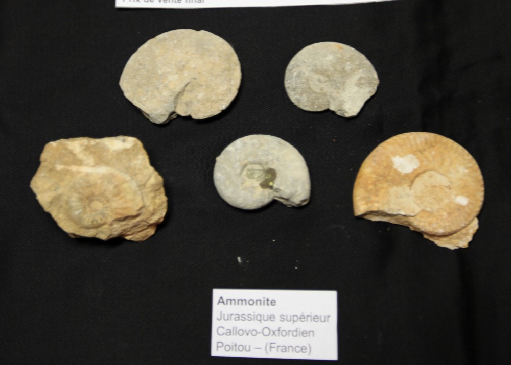 lot1_ammonite_jurassique_poitou.jpg