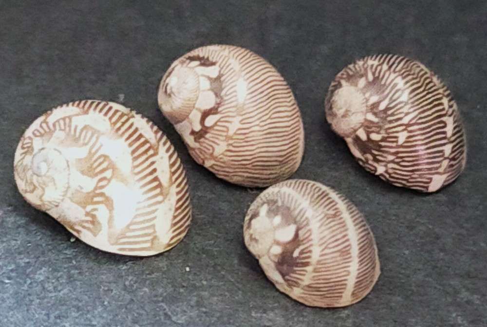 neritina lineolata.jpg