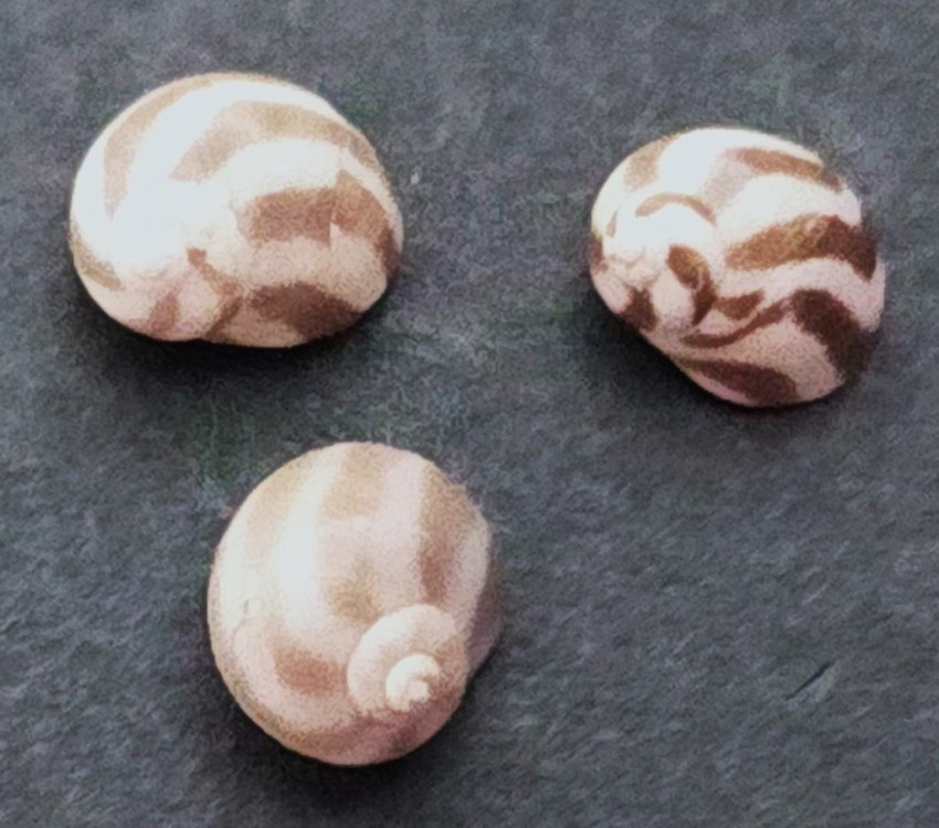 neritina malescoti.jpg