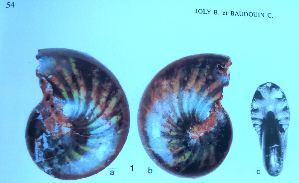 phylloceras coloré.jpg