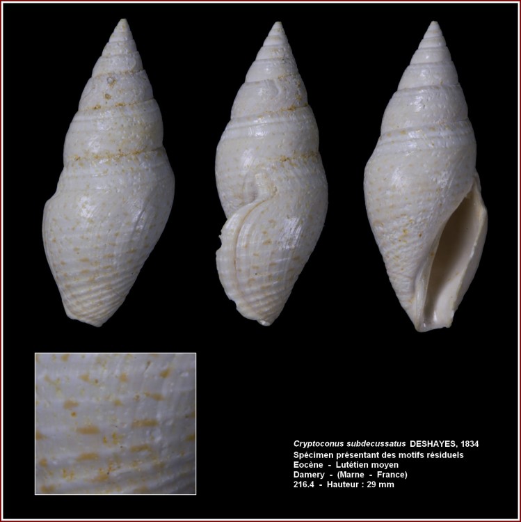 pl_cryptoconus_subdecussatus_damery.jpg