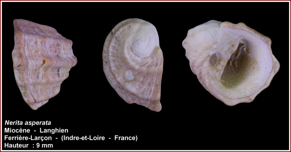 pl_nerita_asperata_ferrieres1.jpg
