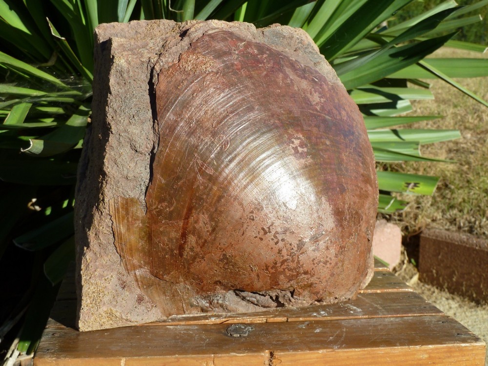 Fossile Belmont - 1 (2).JPG