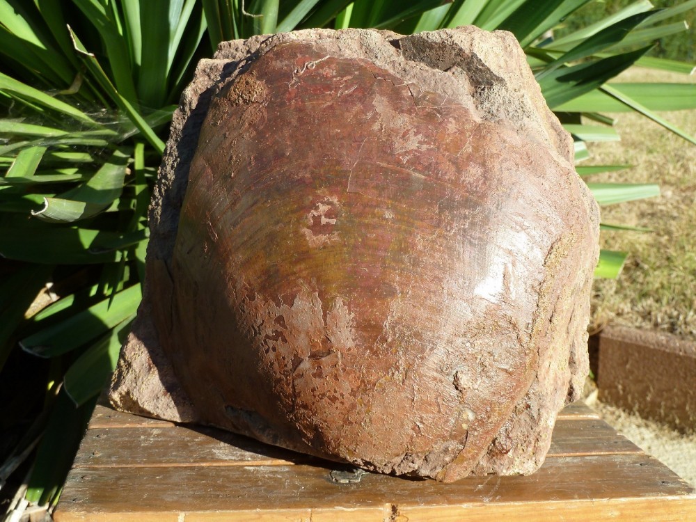 Fossile Belmont - 1 (3).JPG