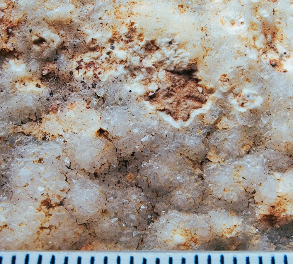 article crinoide.jpg