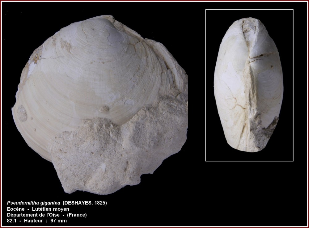 pl_bivalve2_gypseuil.jpg