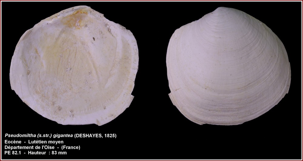 pl_bivalve_gypseuil.jpg