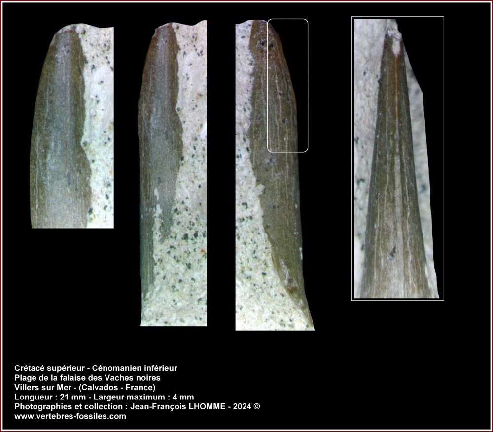 pl_inconnu_cenomanien_vsm.jpg