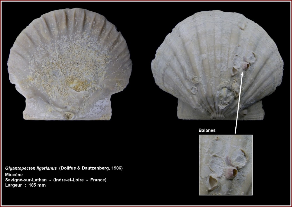 pl_pecten_ligerianus_savigne.jpg