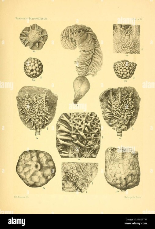 sur-le-genre-des-crinoides-scyphocrinus-et-sa-racine-bulbeuse-camarocrinus-planche-ix-fm07tw.jpg