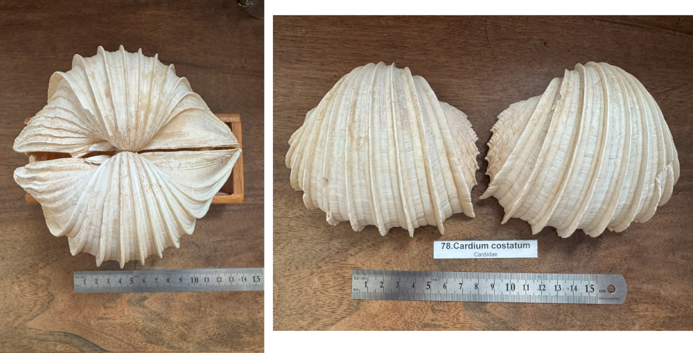 Cardium costatum.png