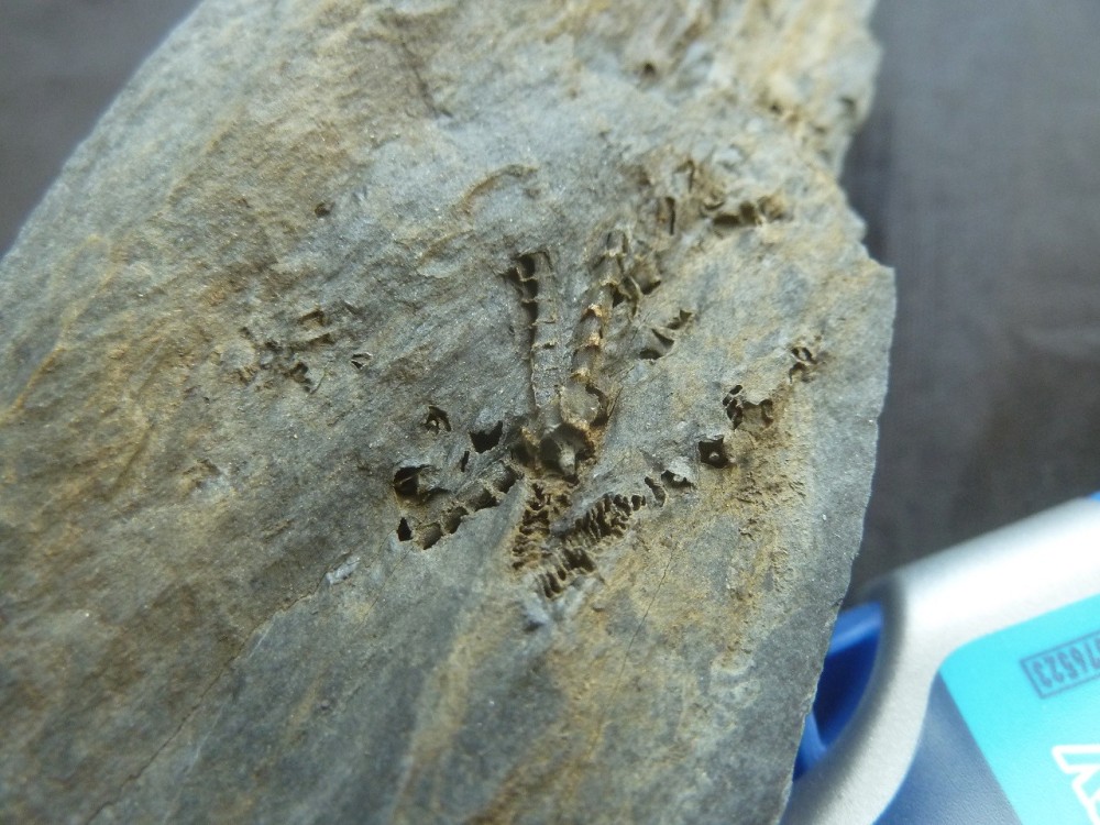 Curiosité 3 13-06-2021 (4).JPG