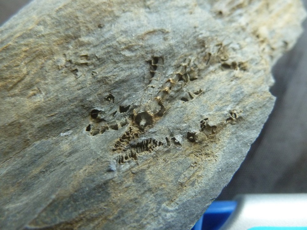 Curiosité 3 13-06-2021 (5).JPG