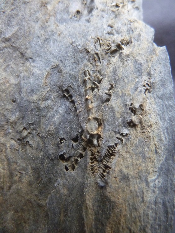 Curiosité 3 13-06-2021 (9).JPG