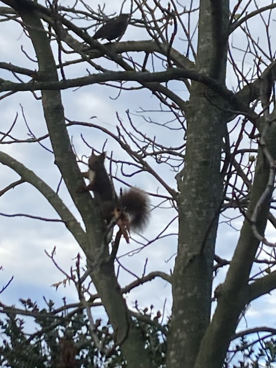 Ecureuil et merle.jpg