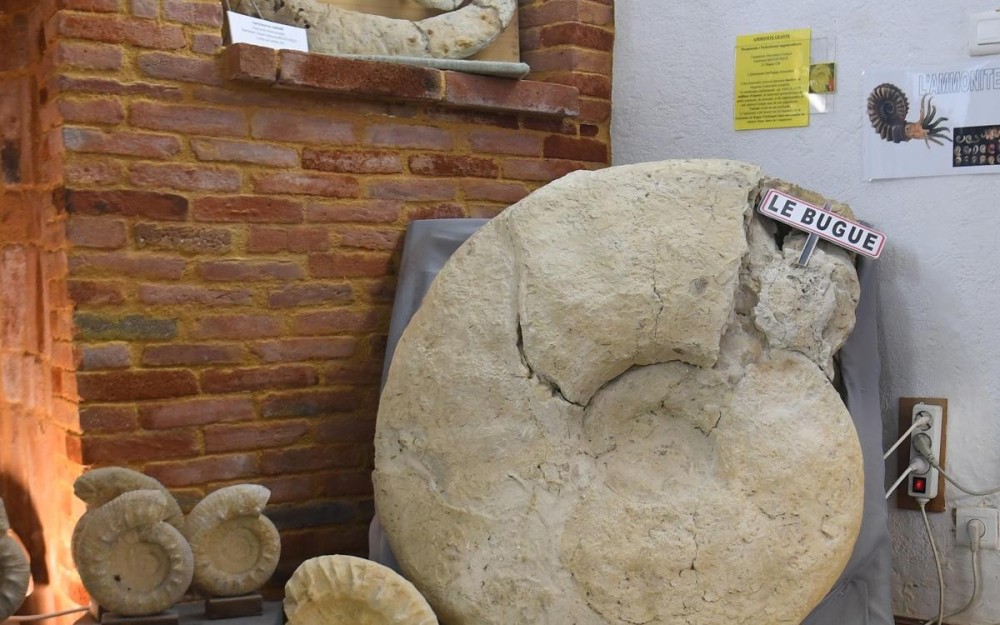 ammonite géante du Bugue 24.jpg
