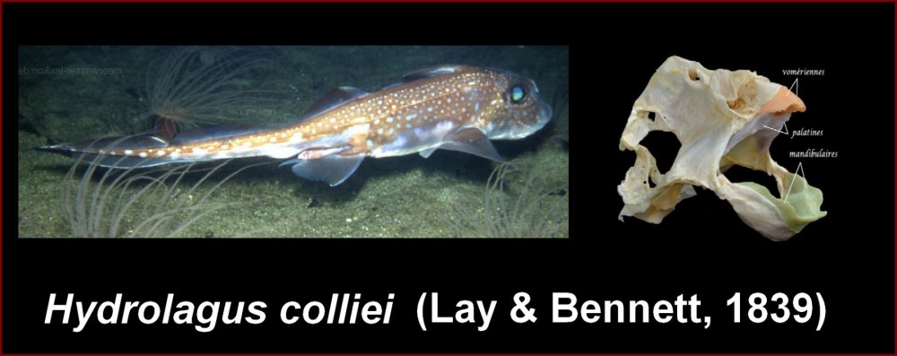 hydrolagus.jpg
