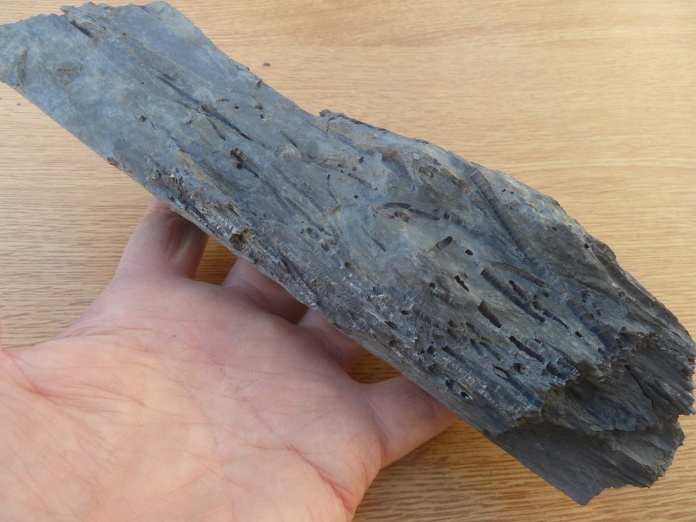 Fossiles 07-2020 (85) .JPG