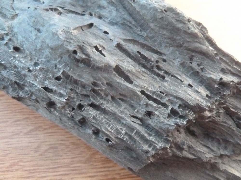 Fossiles 07-2020 (86) .JPG