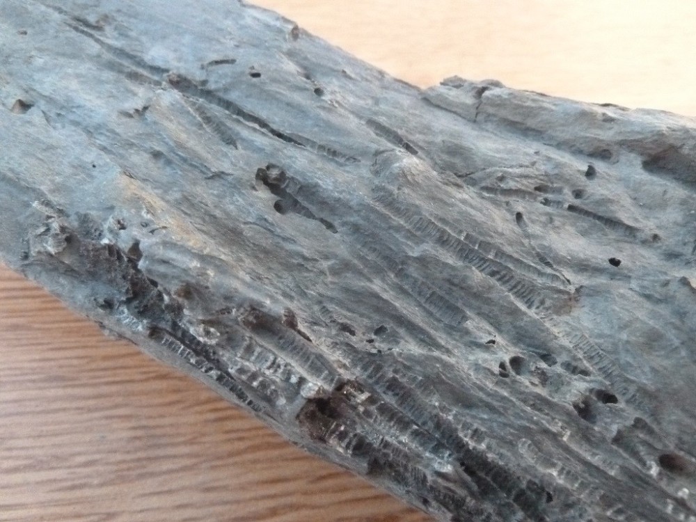 Fossiles 07-2020 (87) .JPG