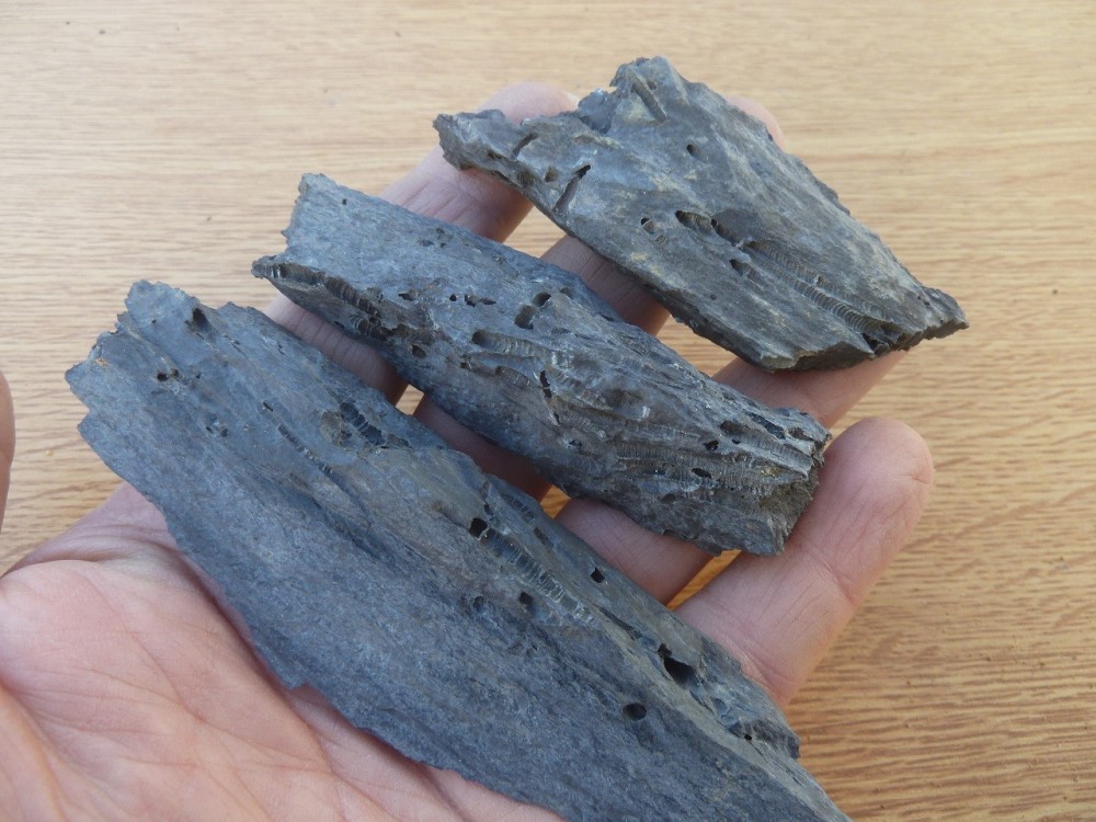 Fossiles 07-2020 (88) .JPG