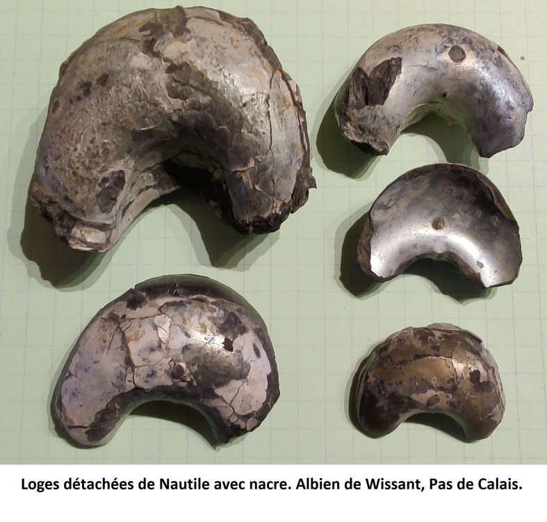 Loges Nautile albien.jpg