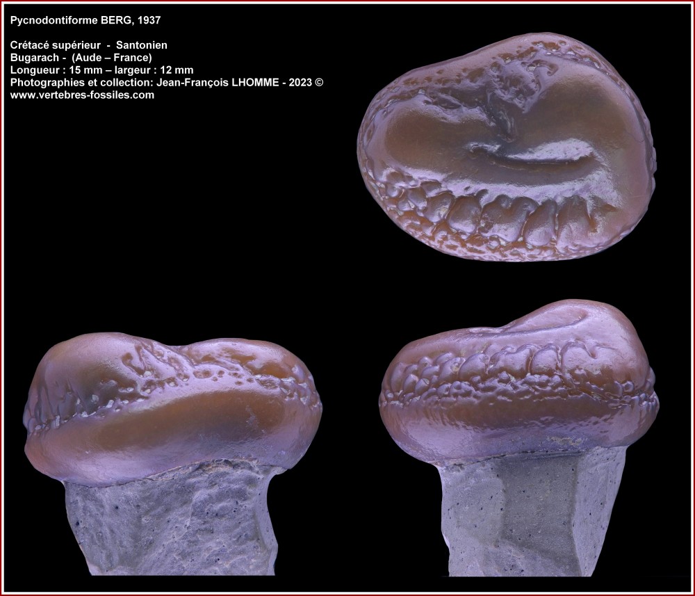 pl_pycnodonte_santonien_aude.jpg