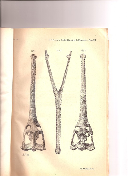 soc_geol_1886 (12).jpg