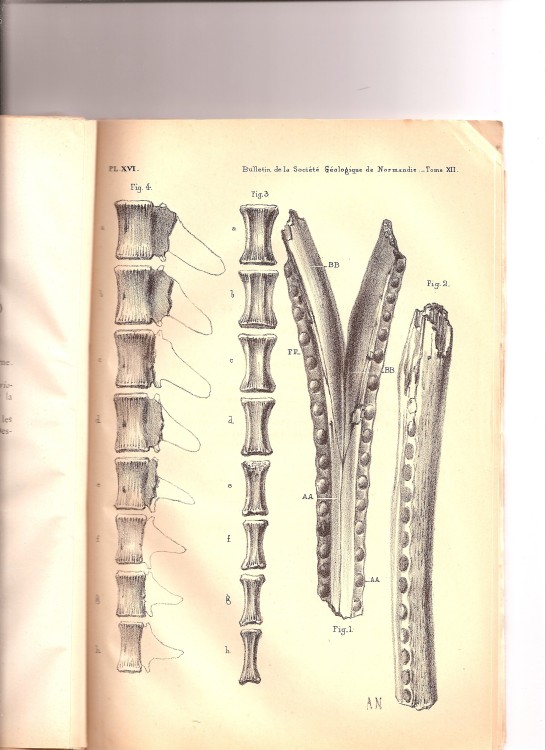soc_geol_1886 (15).jpg