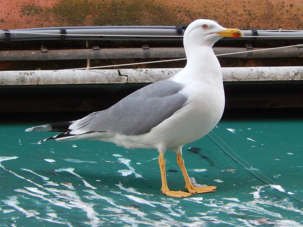 DSCN3059 Marché du Rialto.JPG