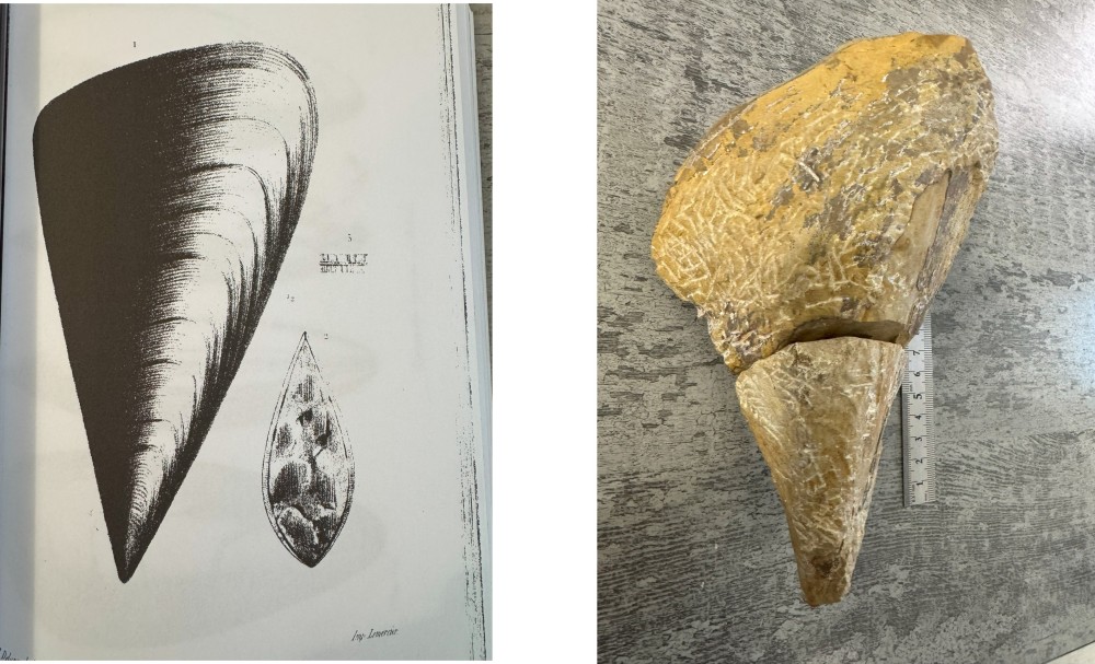 Pinna ligeriensis 2.jpg